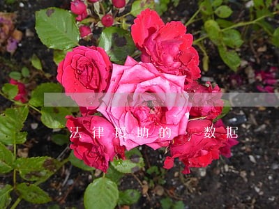 法律援助的 数据 法律援助的 数据